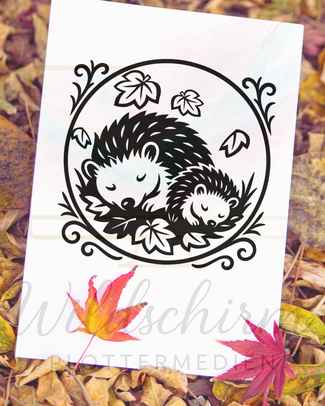 Schlafende Igel im Herbstlaub – Hedgehog