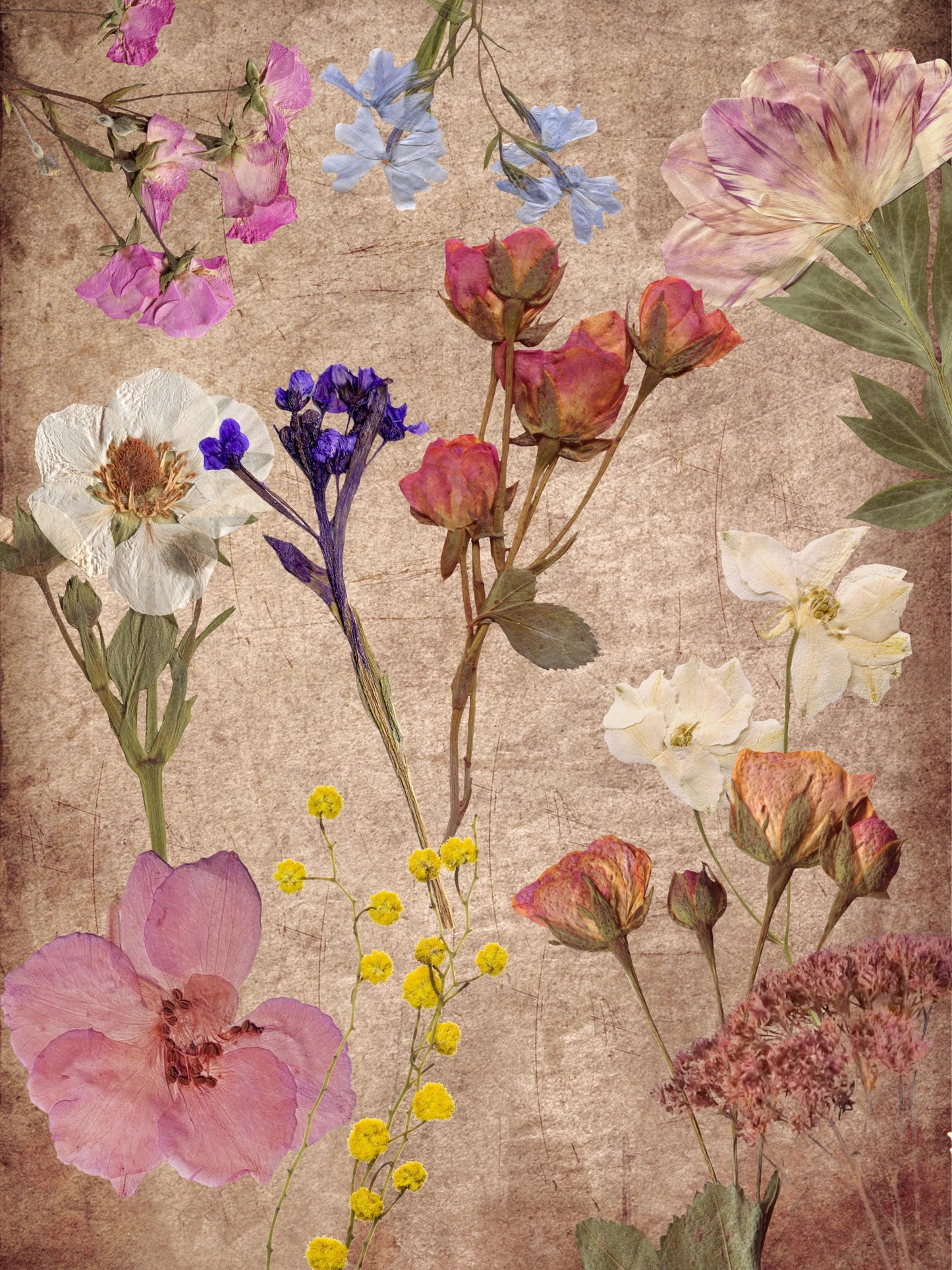 Vintage Herbarium Vorlage | A4 Druckvorlage Print 3 Seiten | Nostalgisches nostalgic Botanical Journal PDF